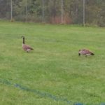 Burkett Geese